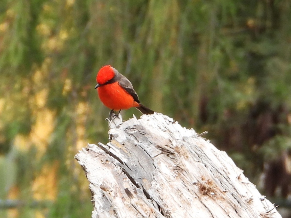 Vermilion Flycatcher - ML646372200