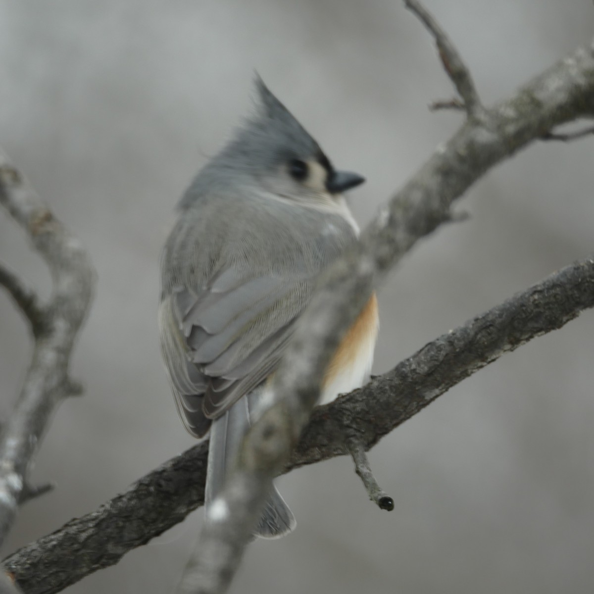 Tufted Titmouse - ML646372202