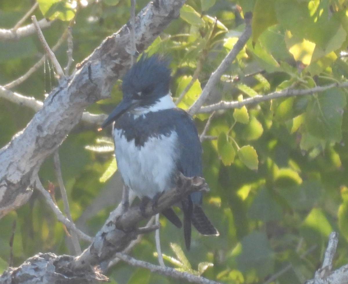 Belted Kingfisher - ML646372203