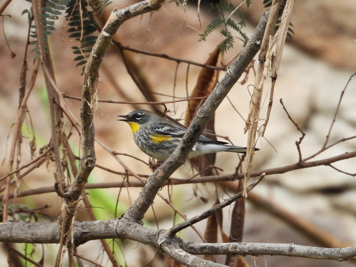 Yellow-rumped Warbler - ML646372204