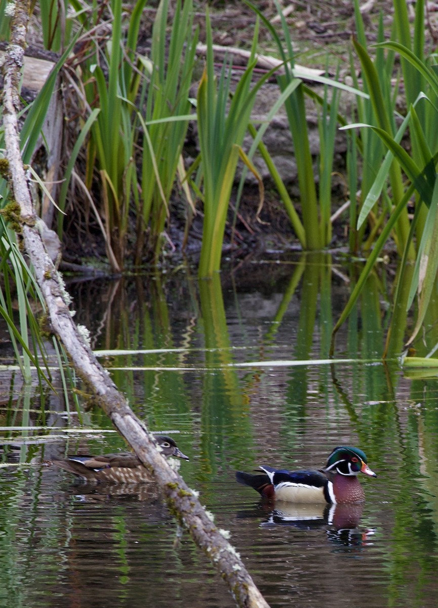 kachnička karolínská - ML646372206
