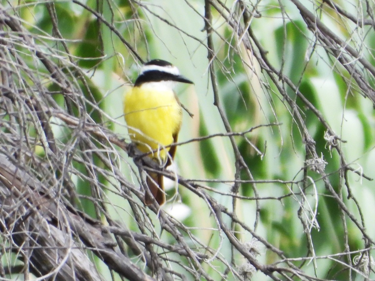Great Kiskadee - ML646372207