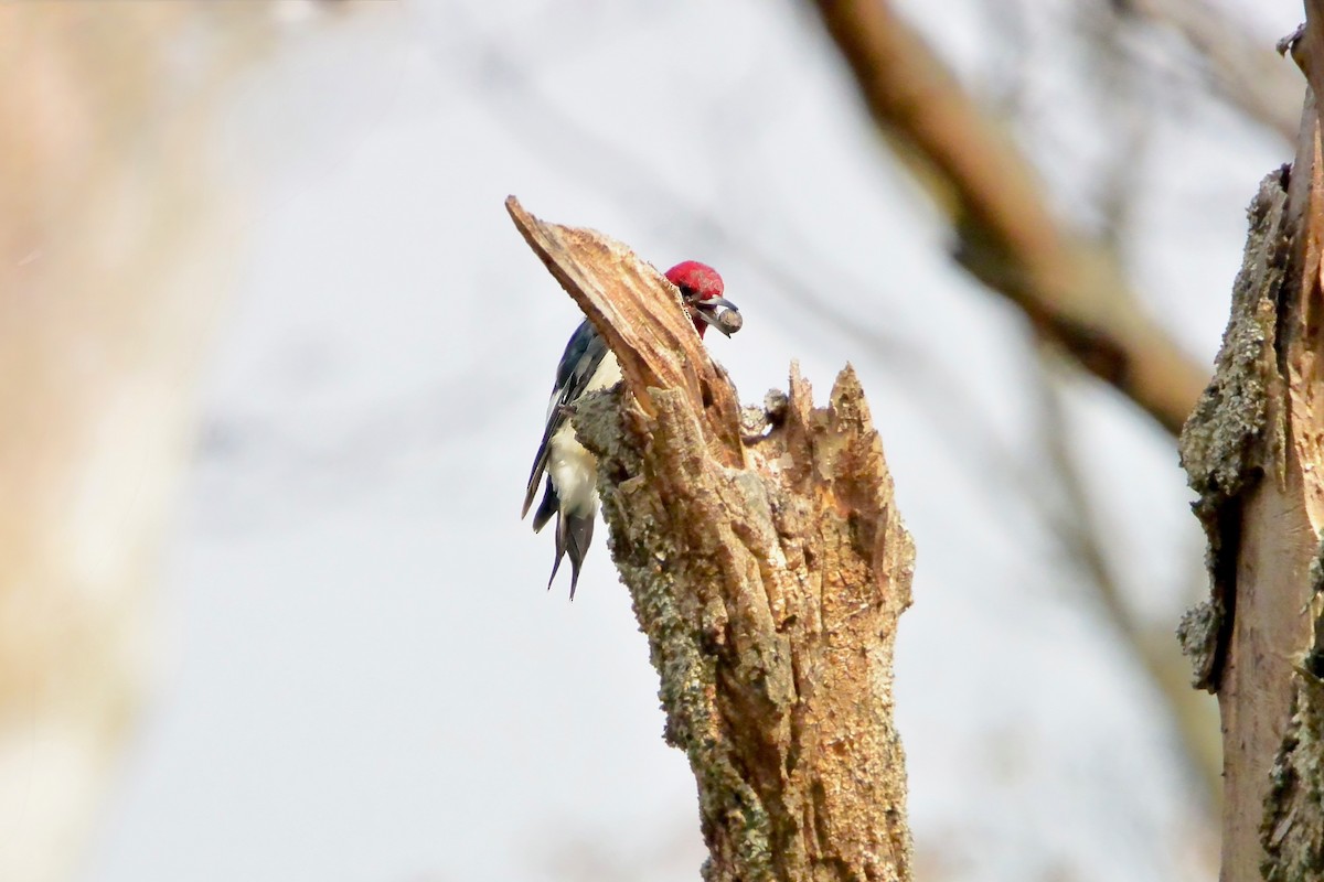 Гіла червоноголова - ML646372208