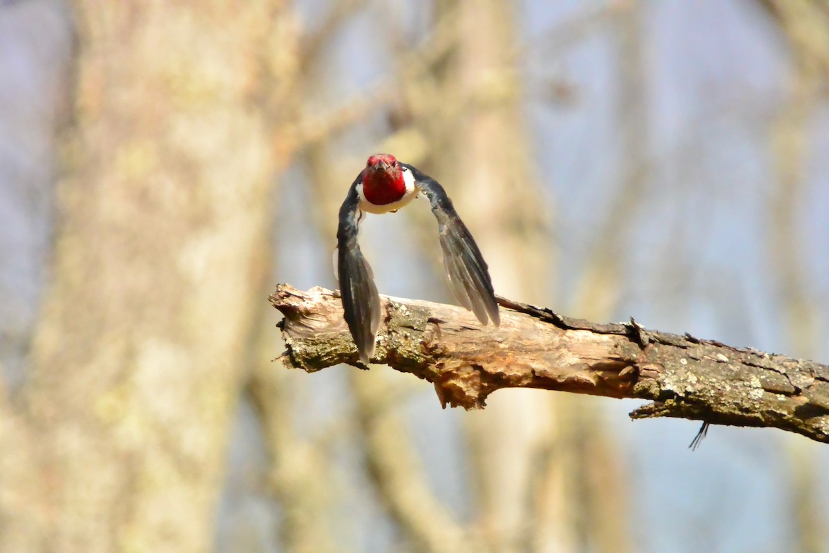 Гіла червоноголова - ML646372209