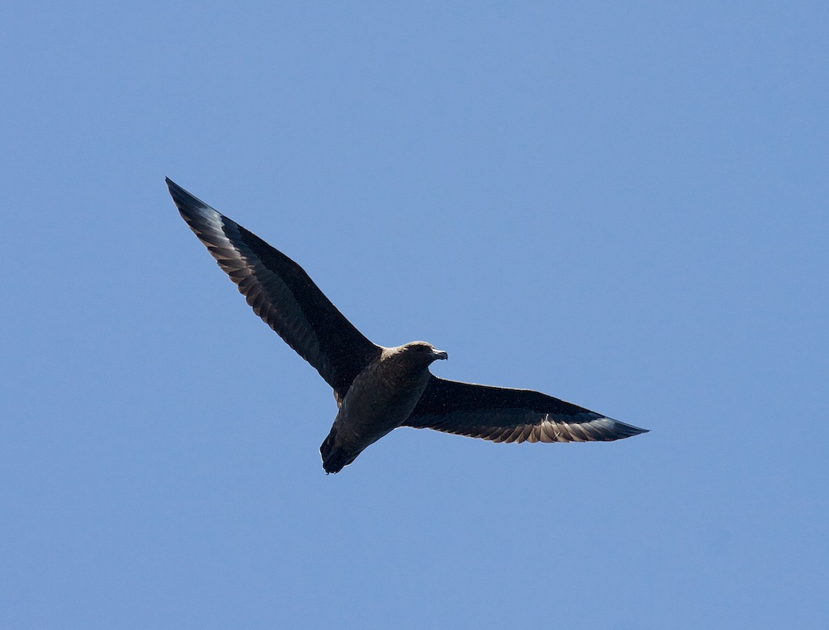 Brown Skua (Subantarctic) - Matt Brady