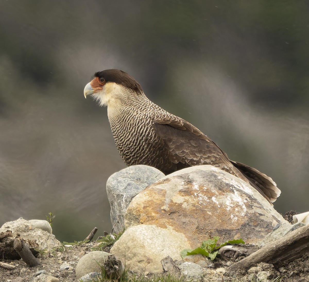 Crested Caracara (Southern) - ML646372210