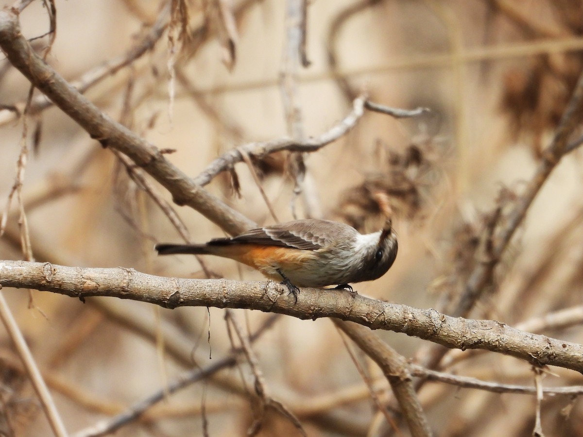 Vermilion Flycatcher - ML646372211