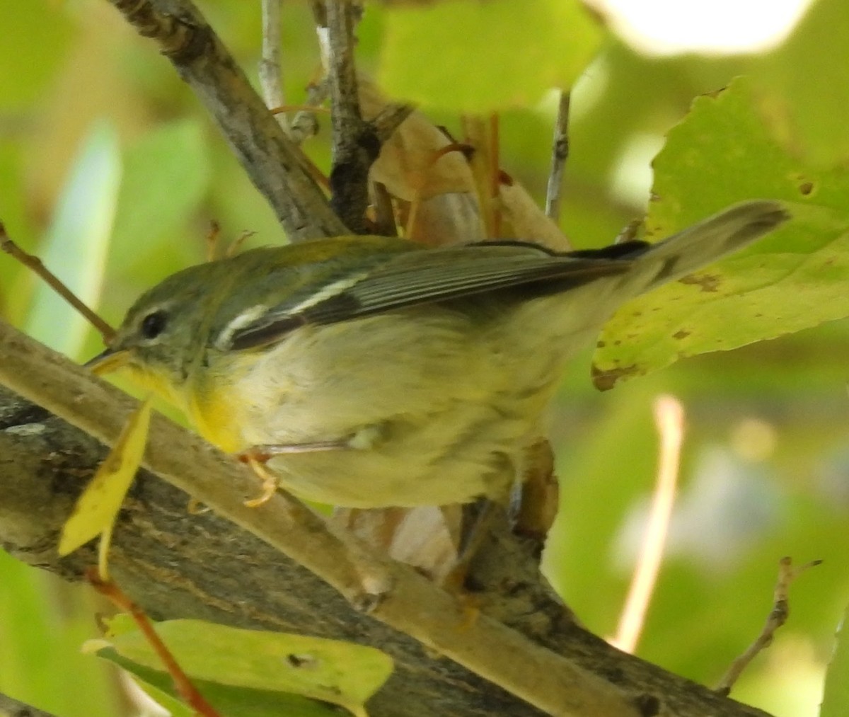 Northern Parula - ML646372212