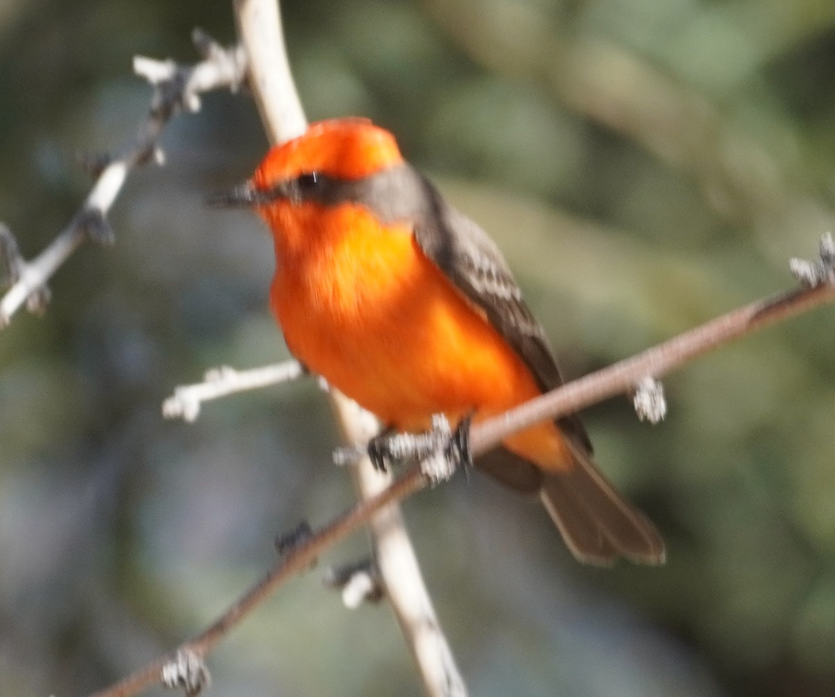 Vermilion Flycatcher - ML646372217