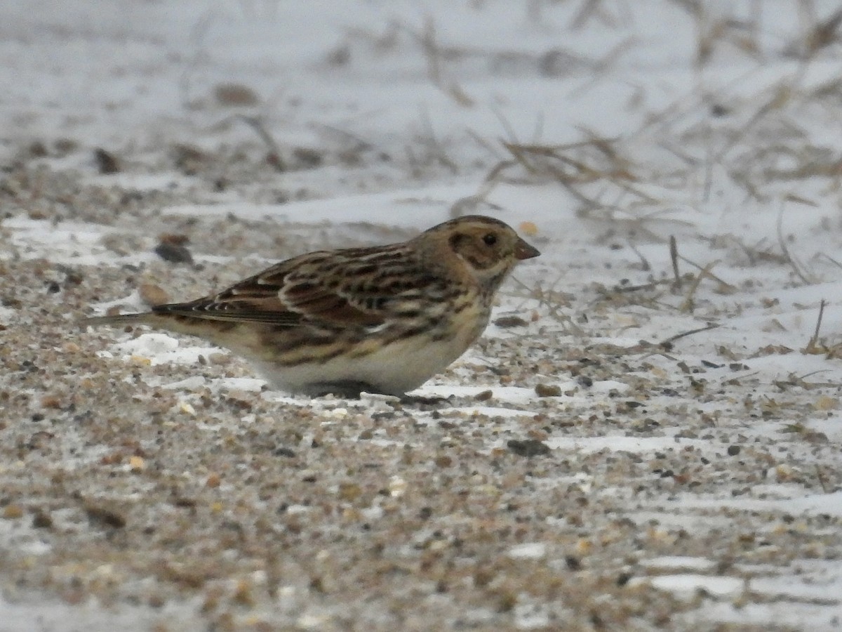 Lapland Longspur - ML646372219