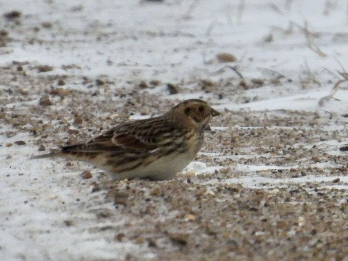 Lapland Longspur - ML646372220