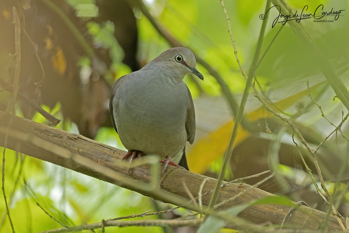 Gray-chested Dove - ML646372222