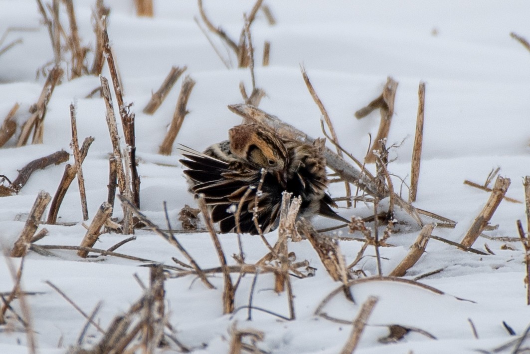 Lapland Longspur - ML646372226