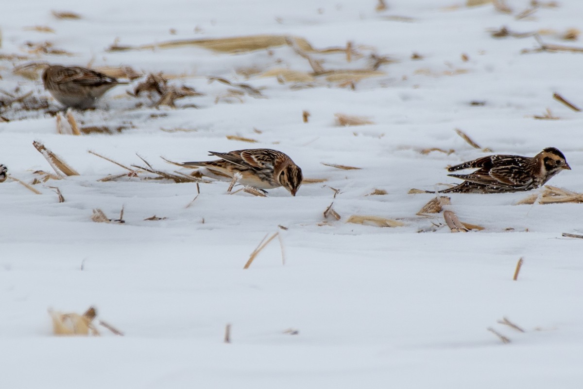 Lapland Longspur - ML646372228