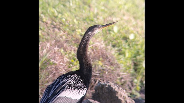 Anhinga d'Amérique - ML646372229