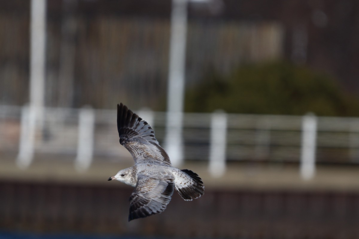 Ring-billed Gull - ML646372230