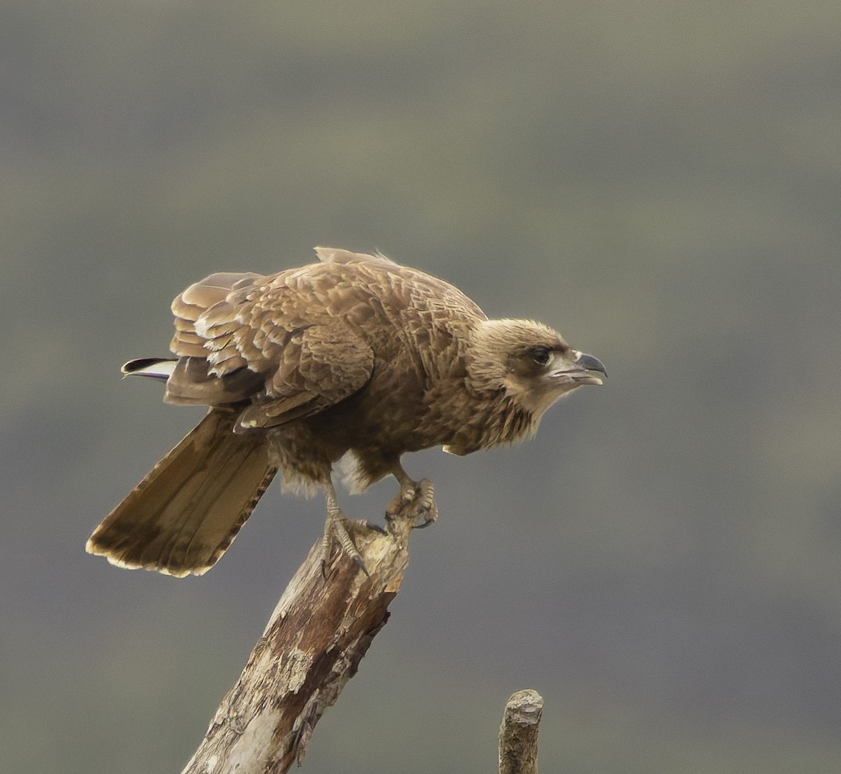 Chimango Caracara - ML646372231