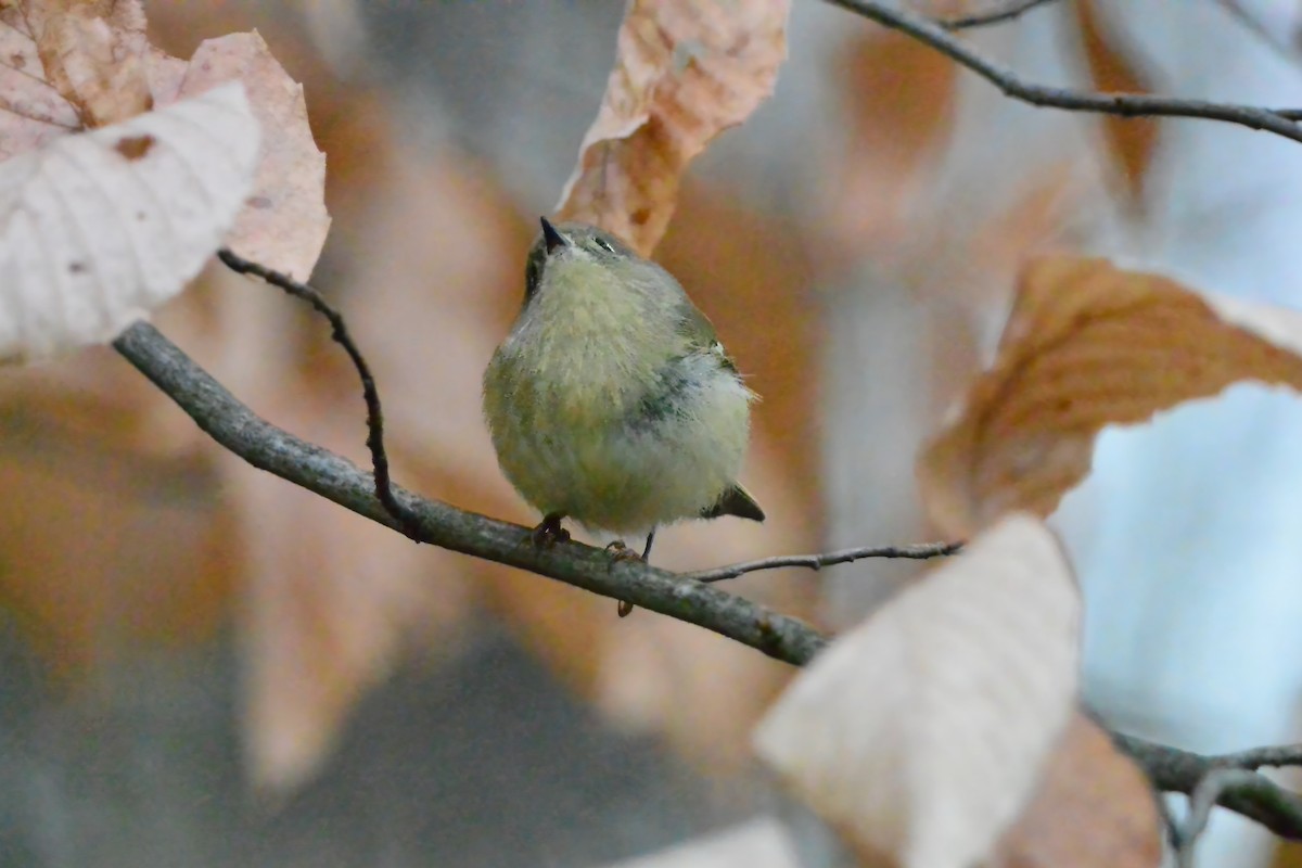 Ruby-crowned Kinglet - ML646372232