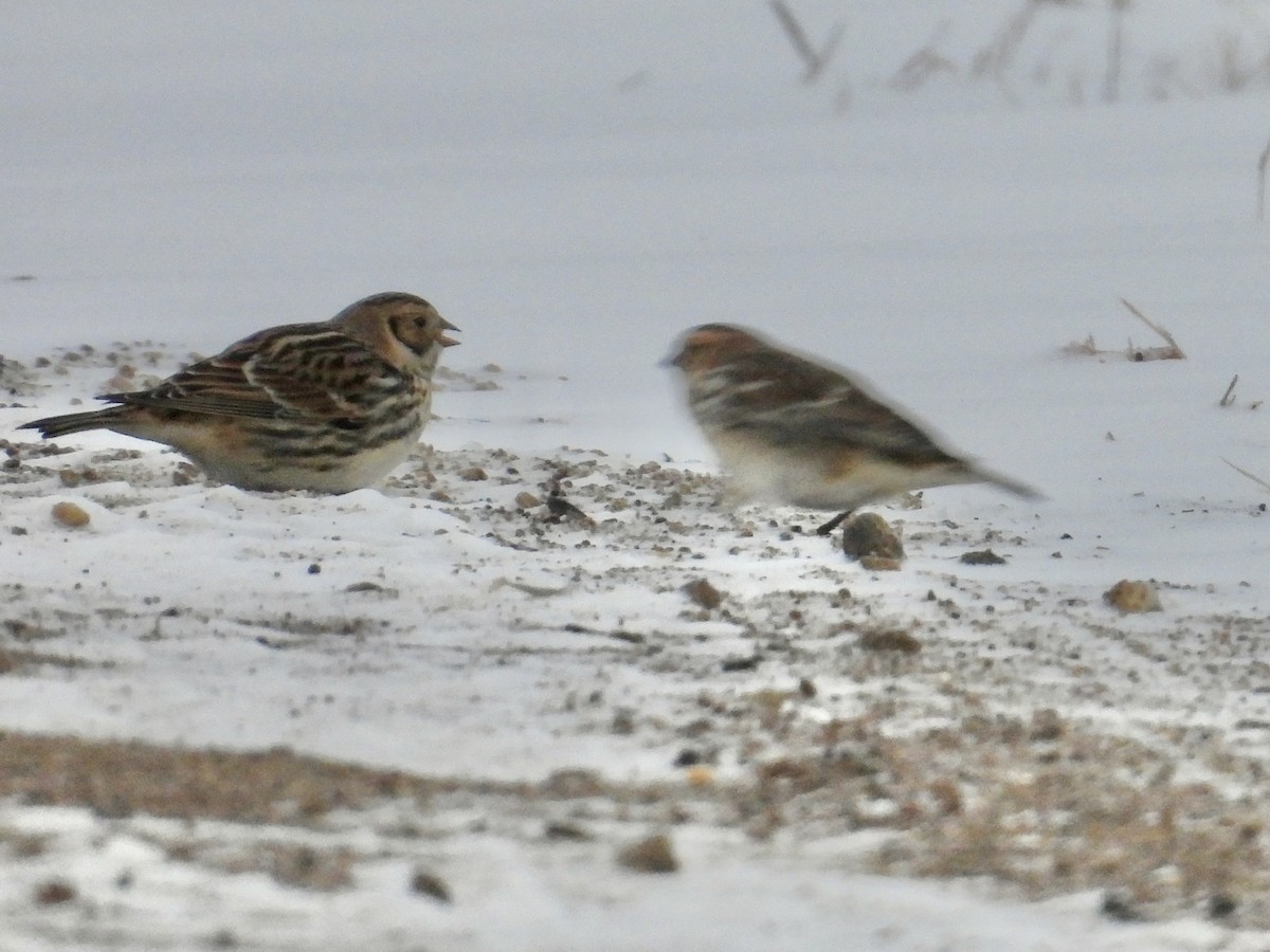 Lapland Longspur - ML646372233