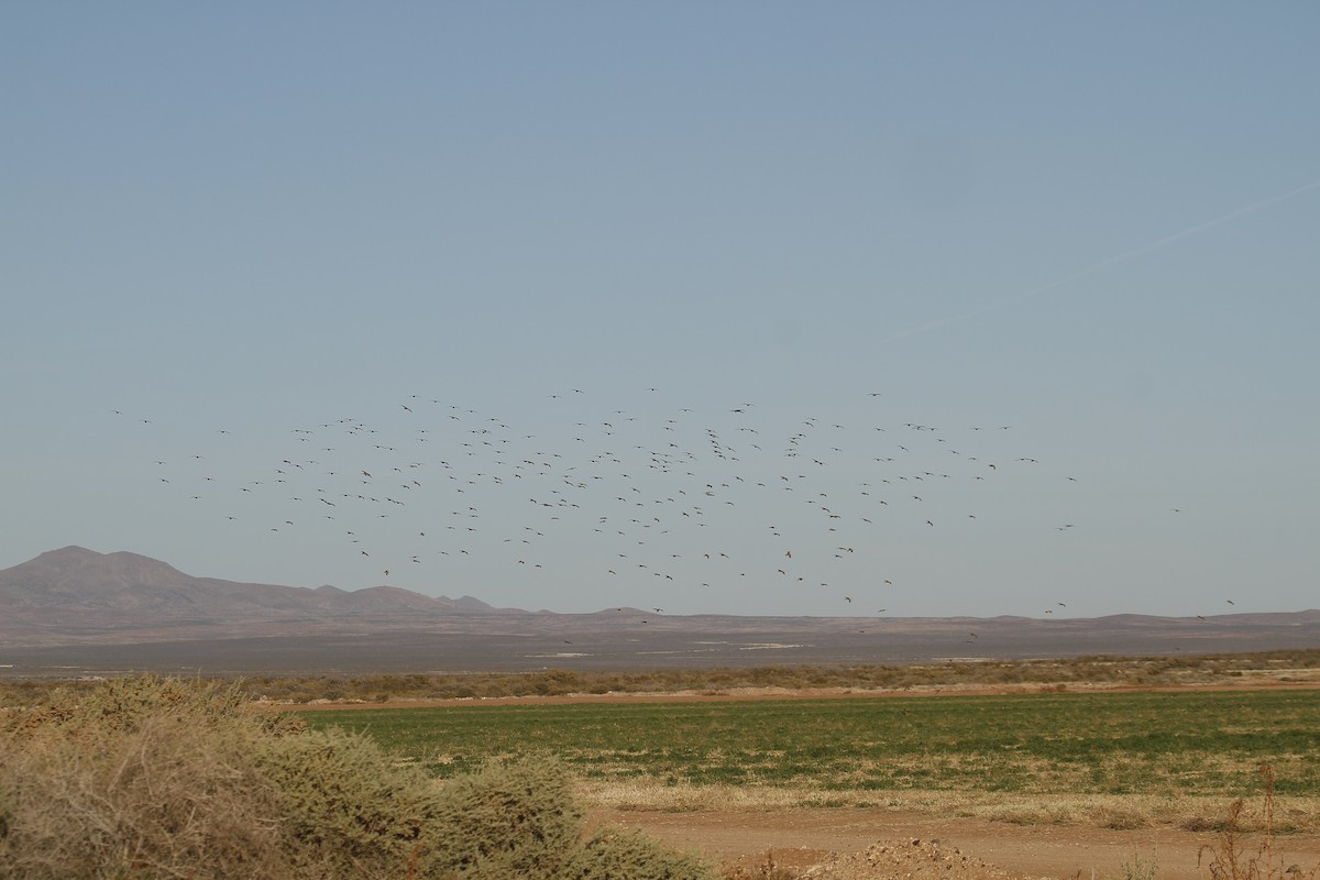 Long-billed Curlew - ML646372234