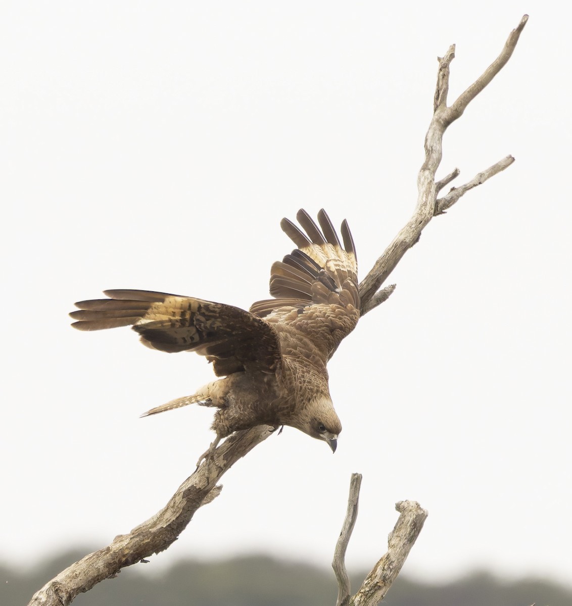 Chimango Caracara - ML646372235
