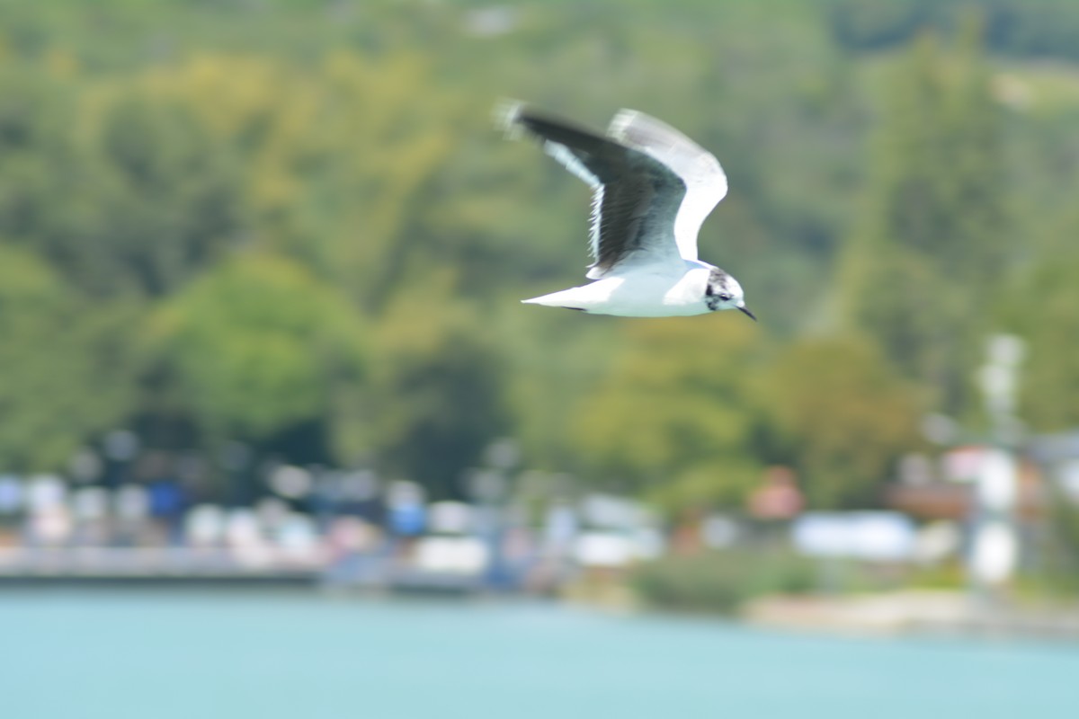 Little Gull - ML646372236