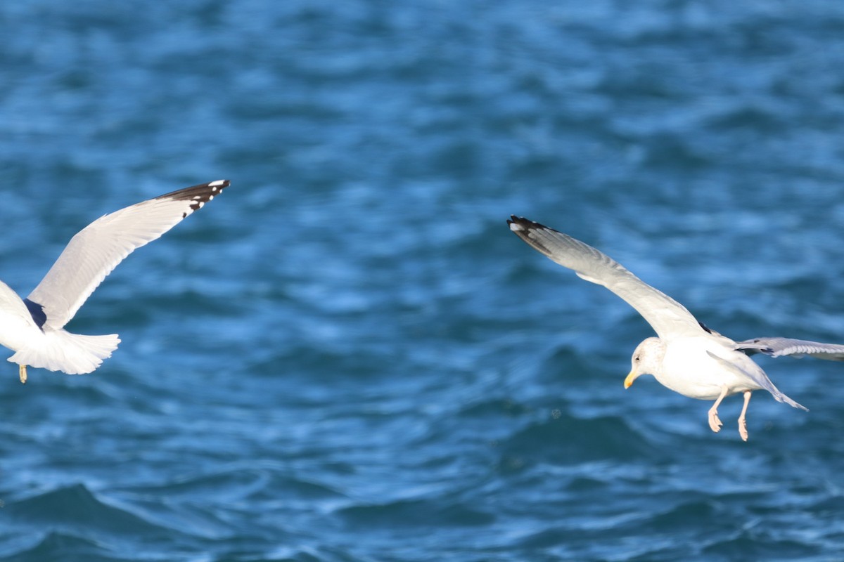 American Herring Gull - ML646372237