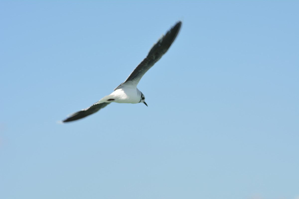 Little Gull - ML646372239