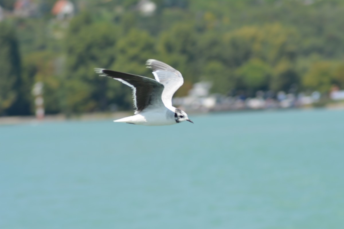 Little Gull - ML646372240