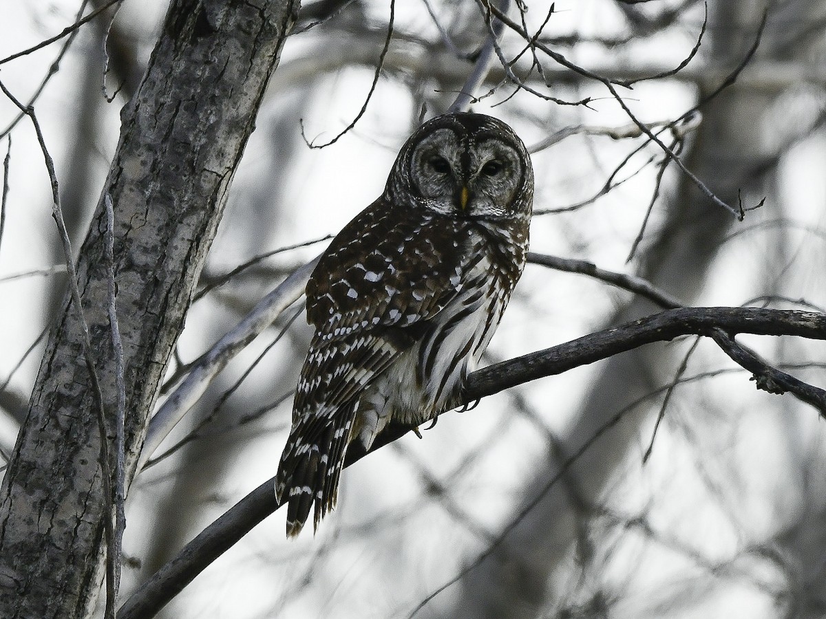 Barred Owl - ML646372241