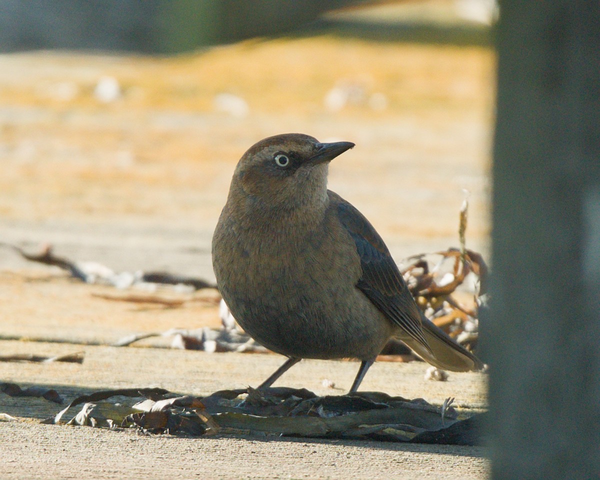 Rusty Blackbird - ML646372242