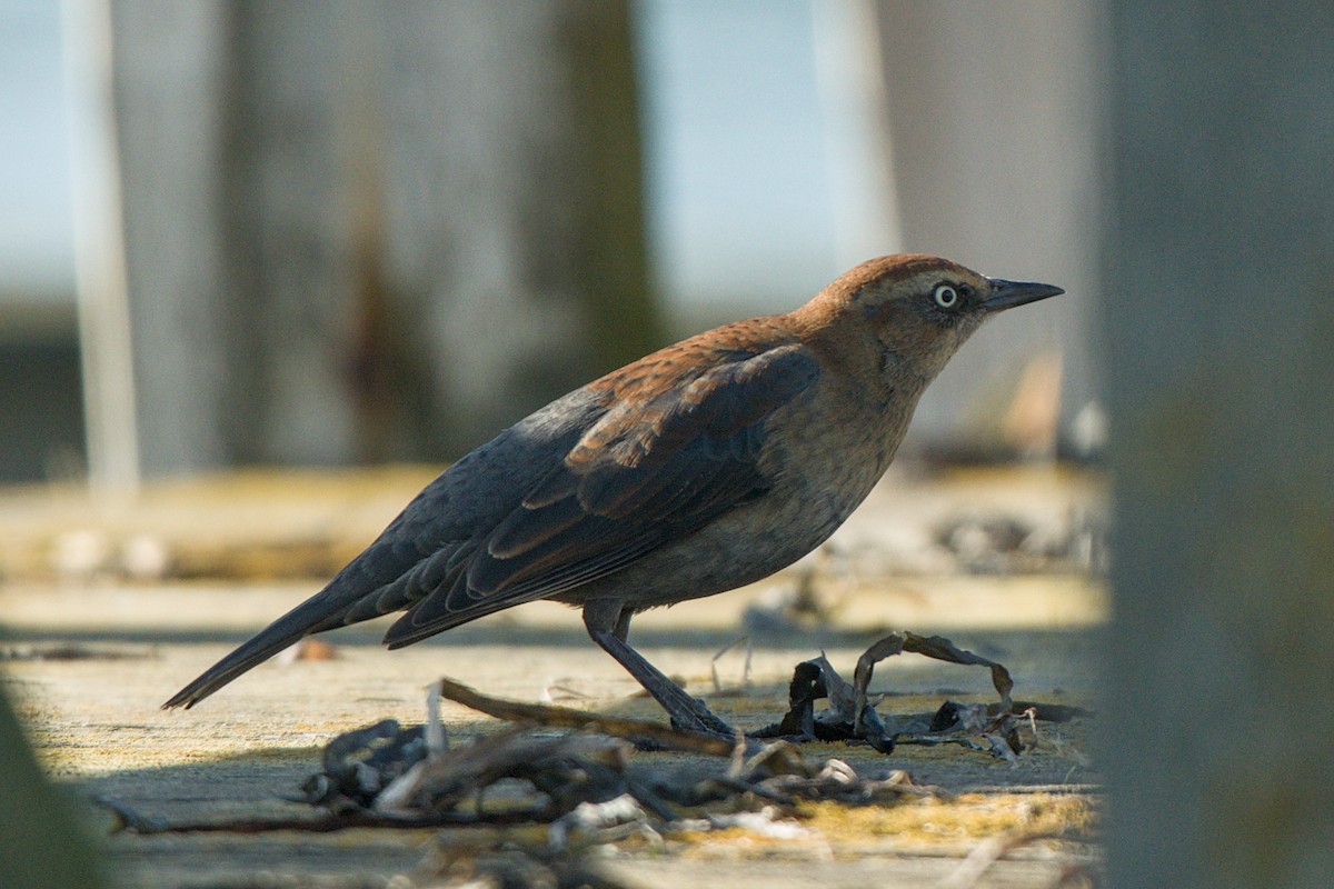 Rusty Blackbird - ML646372243