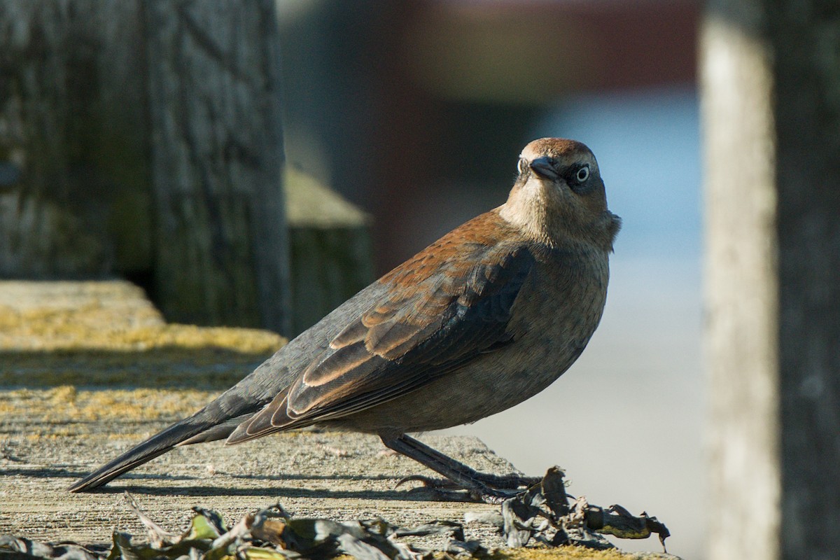 Rusty Blackbird - ML646372244