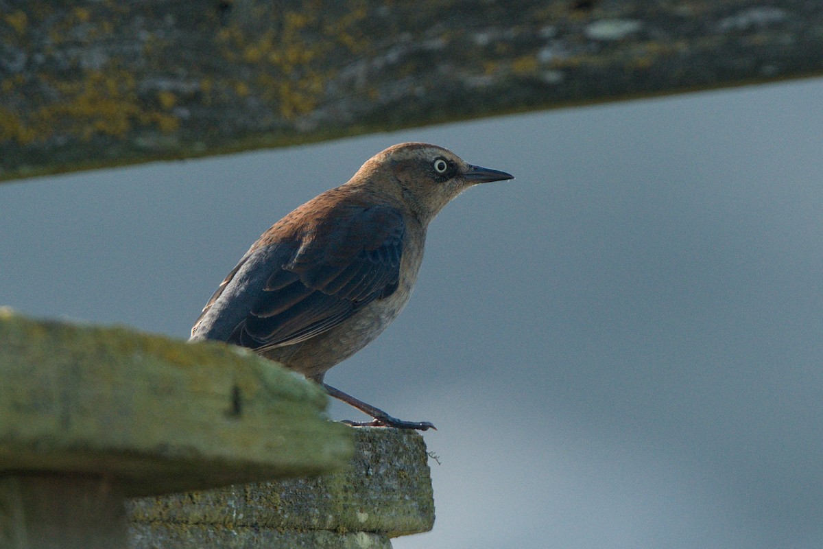 Rusty Blackbird - ML646372245