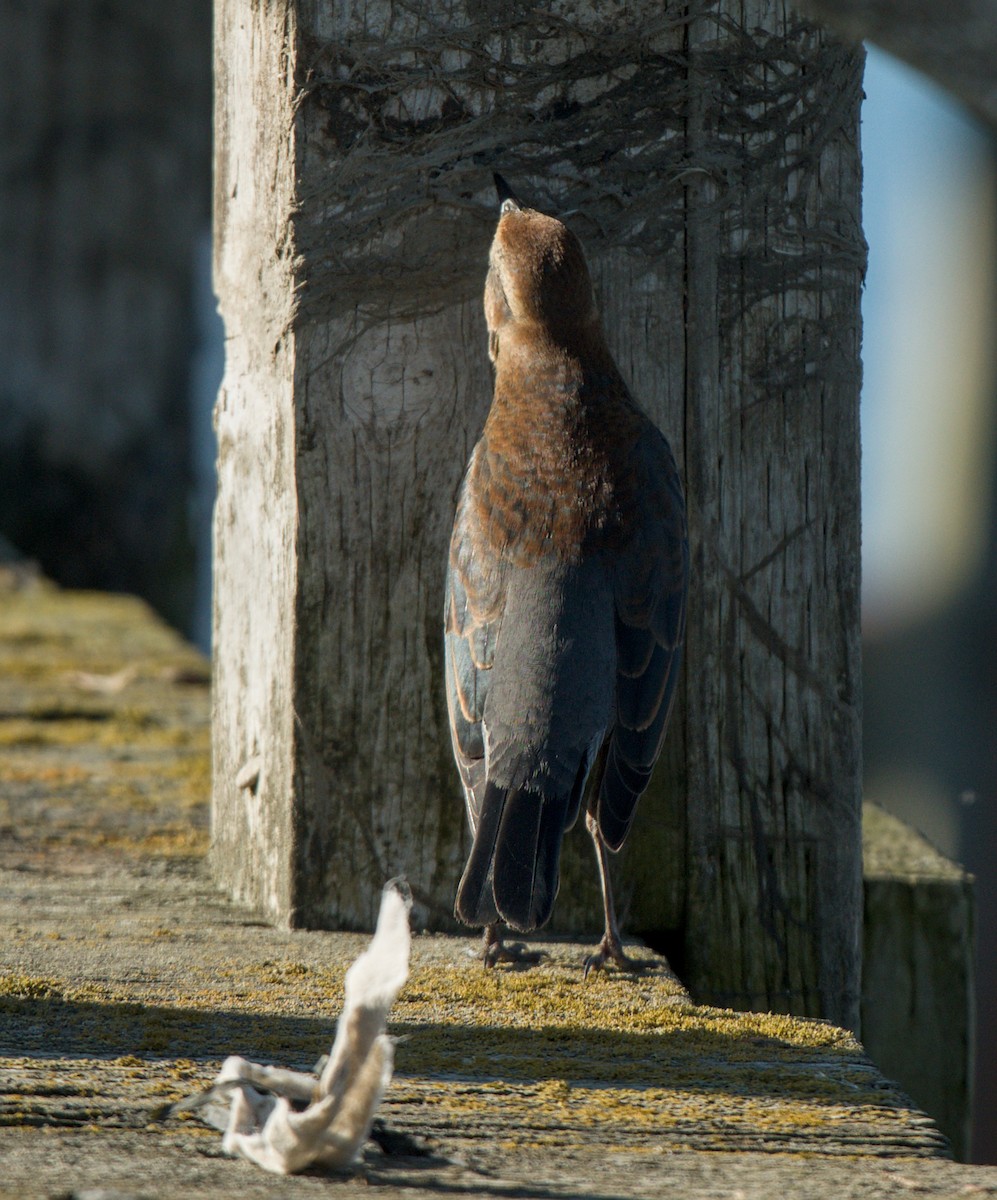 Rusty Blackbird - ML646372246