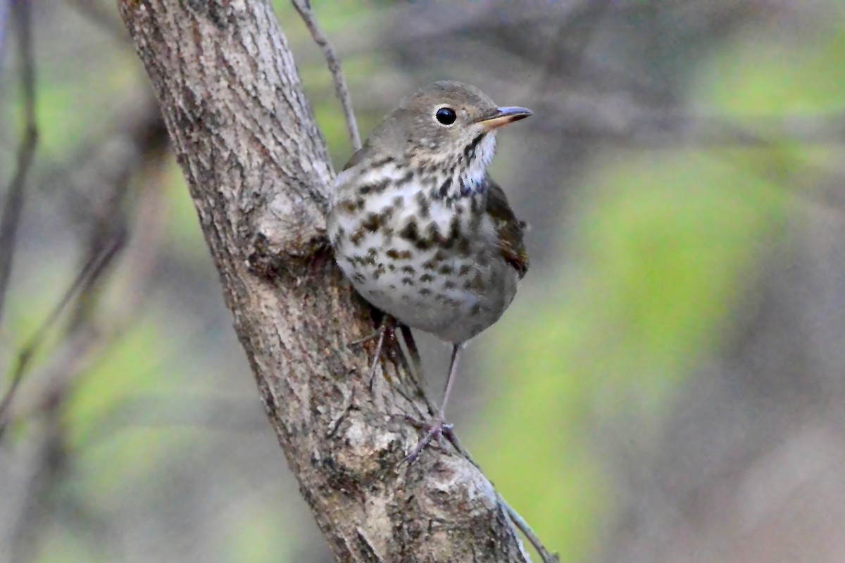 Hermit Thrush - ML646372247