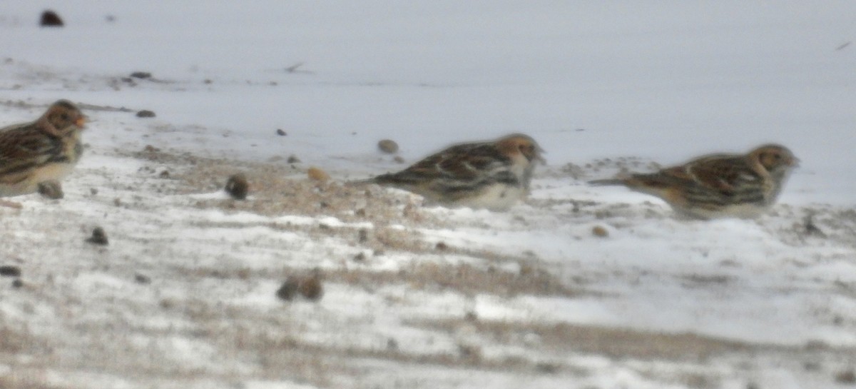 Lapland Longspur - ML646372253
