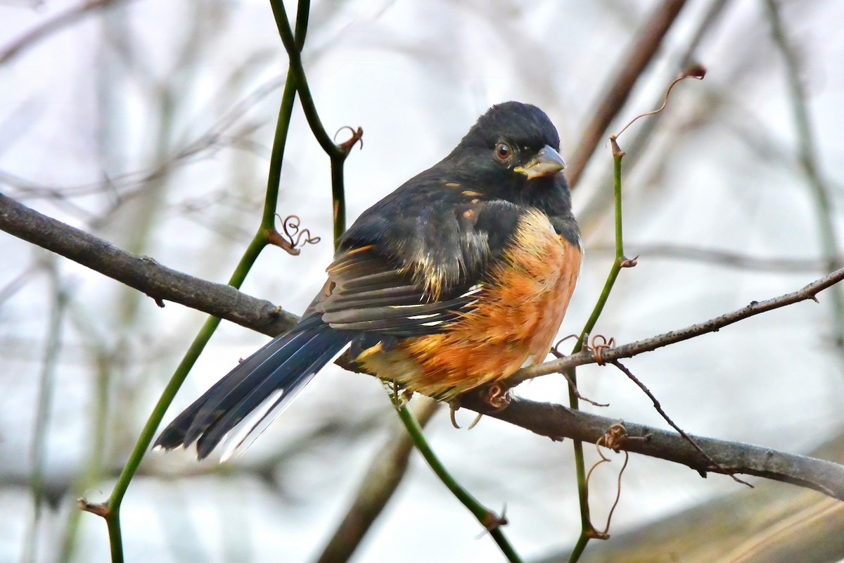 Eastern Towhee - ML646372254