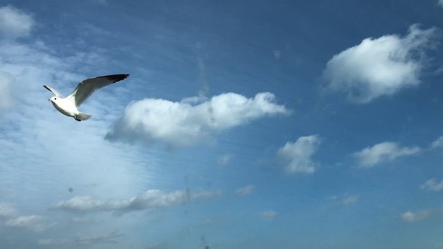 Ring-billed Gull - ML646372255