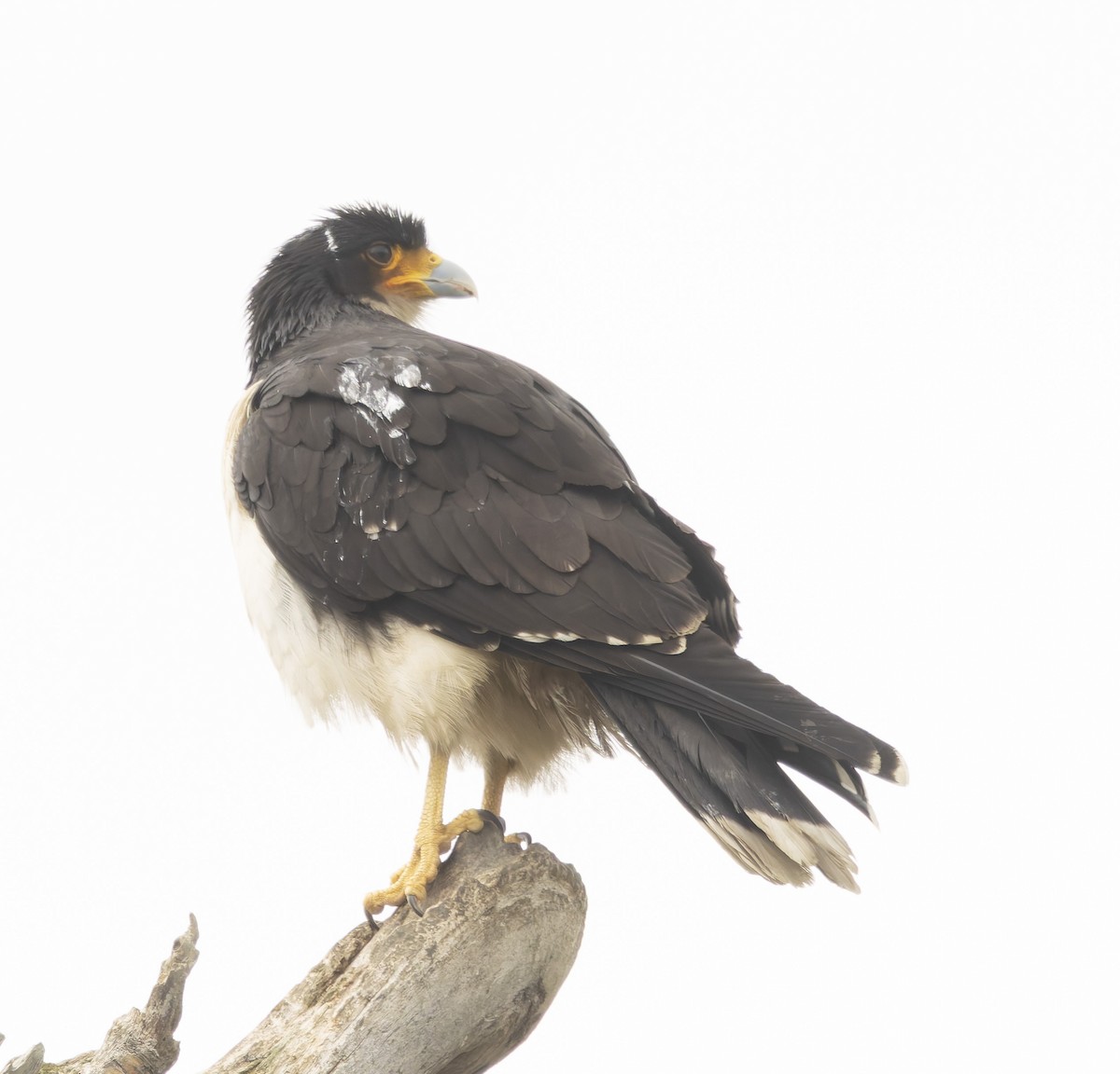 White-throated Caracara - ML646372256
