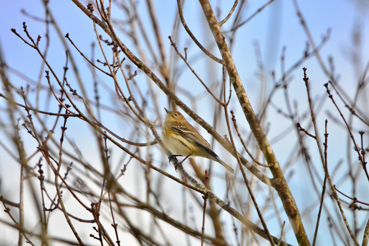 Yellow-rumped Warbler - ML646372258