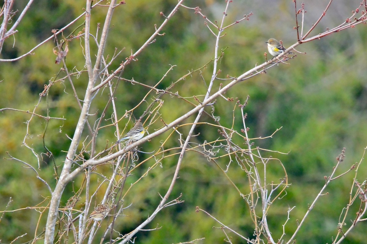 Yellow-rumped Warbler - ML646372259