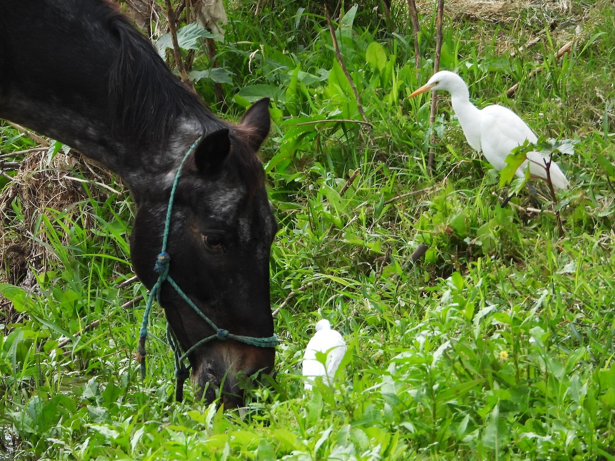 Western Cattle-Egret - ML646372260