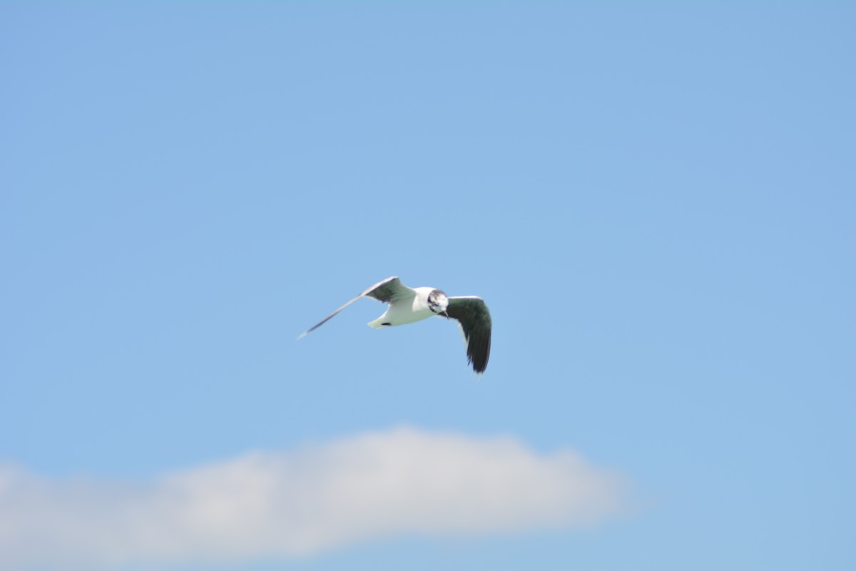 Mouette pygmée - ML646372268