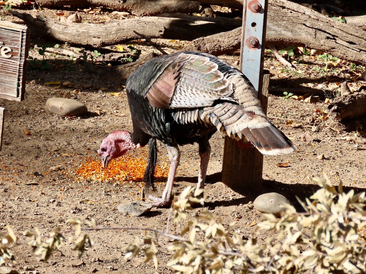 Dindon sauvage - ML646372269