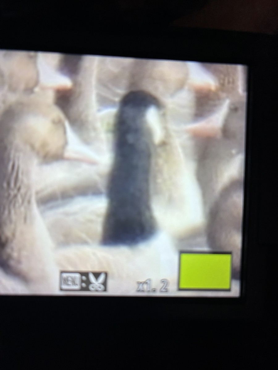 Bernache de Hutchins - ML646372270