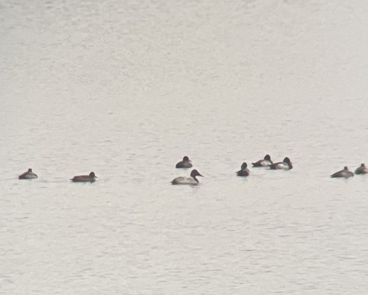 Fuligule à dos blanc - ML646372271