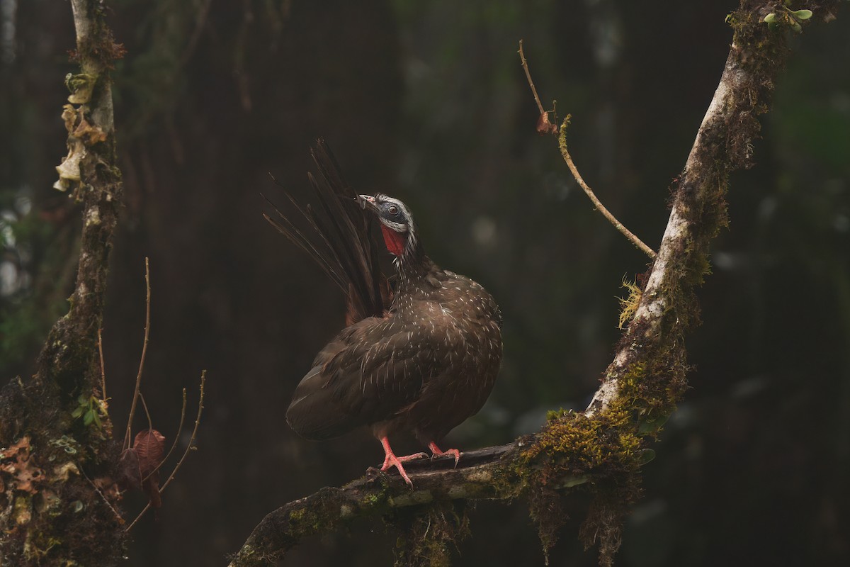 Pénélope des Andes - ML646372272