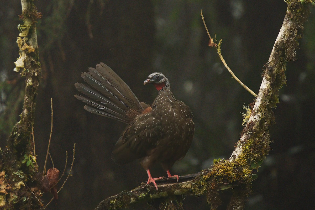 Pénélope des Andes - ML646372273