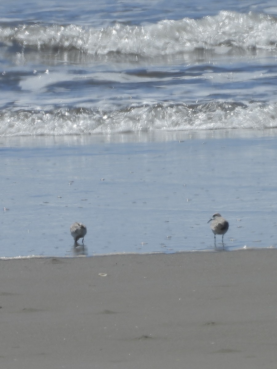 Bécasseau sanderling - ML646372274